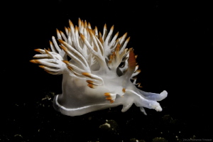 Flabellina babai with rinophores "syndactyly"
These malf... by Fernando Trindade 